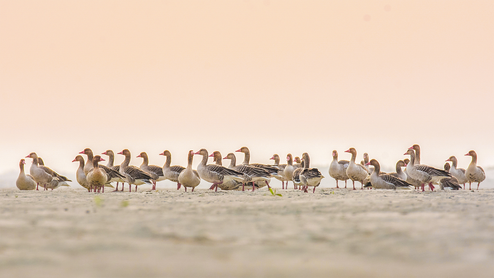 A flock of Greylag Geese photographed on the banks of the Brahmaputra River in Darrang, India.